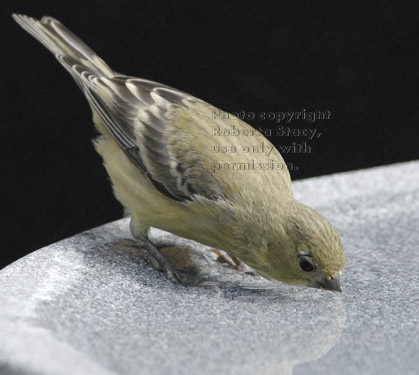 lesser goldfinch in birdbath drinking