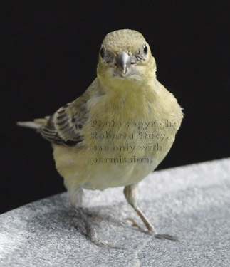 lesser goldfinch in birdbath