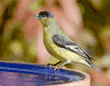 lesser goldfinch on birdbath