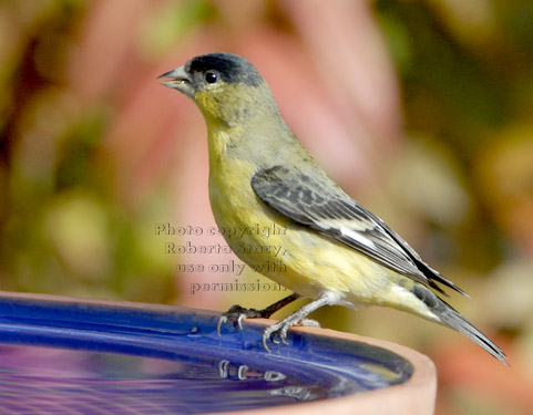 lesser goldfinch on birdbath