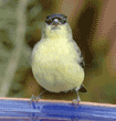 lesser goldfinch on birdbath