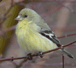 lesser goldfinch on tree branch