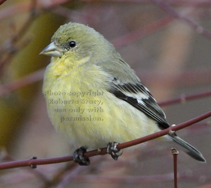 lesser goldfinch on tree branch