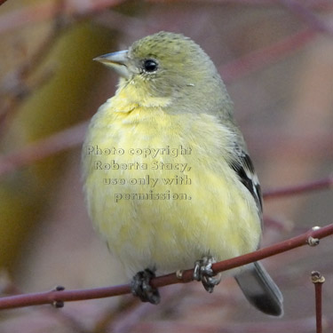 lesser goldfinch on tree branch