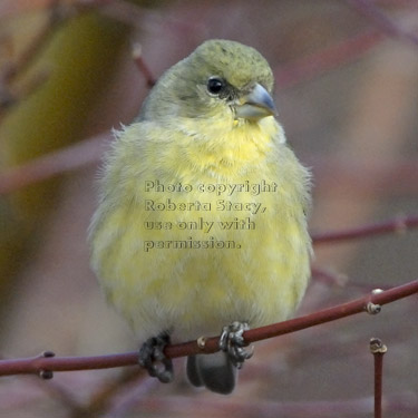 lesser goldfinch on tree branch