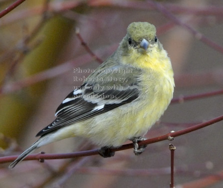 lesser goldfinch on tree branch