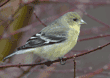 lesser goldfinch on tree branch