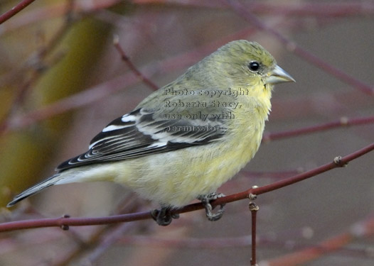 lesser goldfinch on tree branch