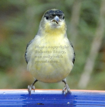 lesser goldfinch on birdbath