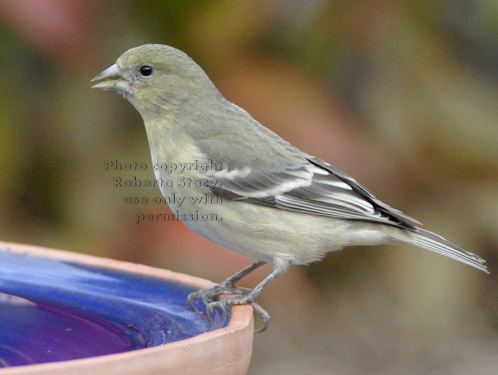 lesser goldfinch on birdbath