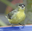 lesser goldfinch on birdbath