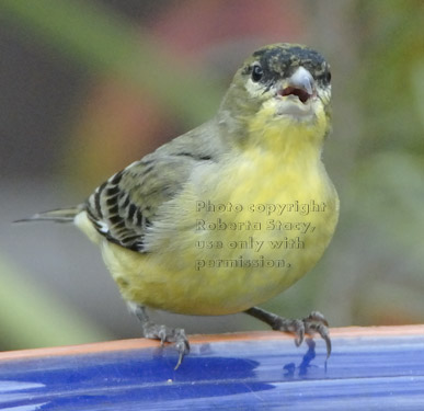 lesser goldfinch on birdbath