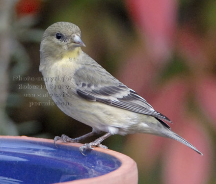 lesser goldfinch on birdbath