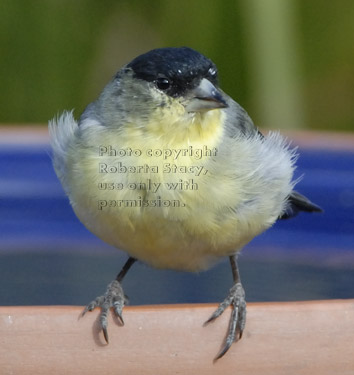 lesser goldfinch on birdbath