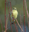 lesser goldfinch in tree