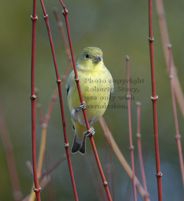 lesser goldfinch in tree