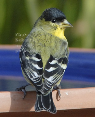 male lesser goldfinch at birdbath