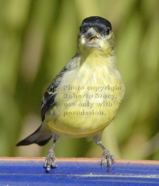 male lesser goldfinch on birdbath