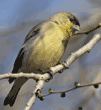 male lesser goldfinch in tree