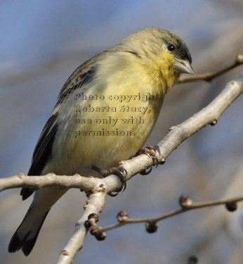 male lesser goldfinch in tree