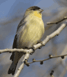 male lesser goldfinch in tree