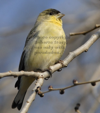 male lesser goldfinch in tree