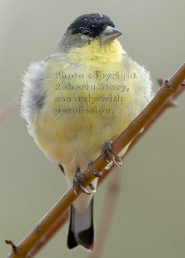 male lesser goldfinch on tree branch