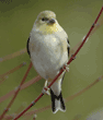 male American goldfinch on tree branch