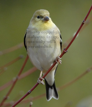 male American goldfinch on tree branch