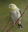 American goldfinch, male, on tree branch