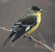 lesser goldfinch, male, on tree branch