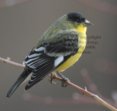 lesser goldfinch, male, on tree branch