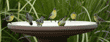 seven goldfinches on birdbath