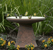 seven goldfinches using birdbath