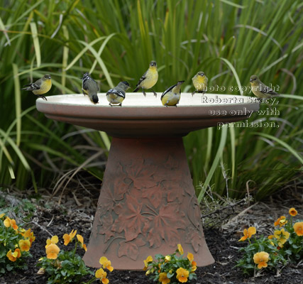 seven goldfinches using birdbath