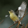 goldfinch ready to fly off branch