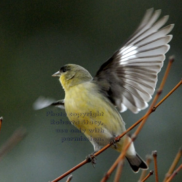 goldfinch ready to fly off branch