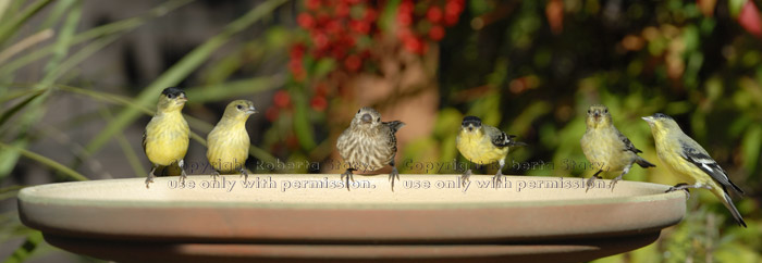 five goldfinches and one house finch on birdbath