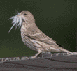 house finch, female