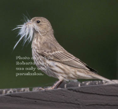 house finch, female