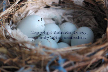 house finch eggs