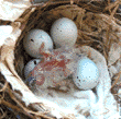 house finch hatching chick