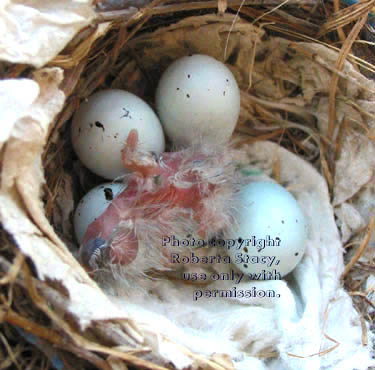 house finch hatching chick