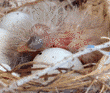 house finch eggs & chick