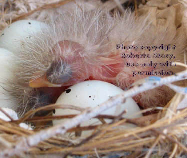 house finch eggs & chick