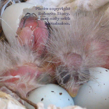 house finch eggs & new chick