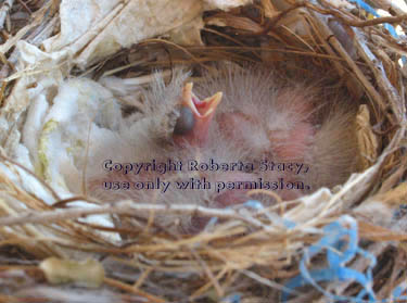 house finch chicks