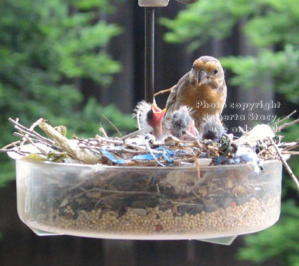 house finch feeding chicks