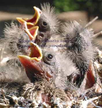 house finch chicks