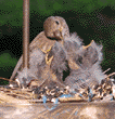 house finch feeding chicks